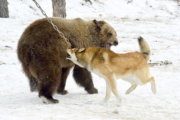 Σοκαριστικά ντοκουμέντα από τη Ρωσία: Βάζουν σκυλιά να επιτεθούν σε αλυσοδεμένες αρκούδες και φιμωμένες αλεπούδες