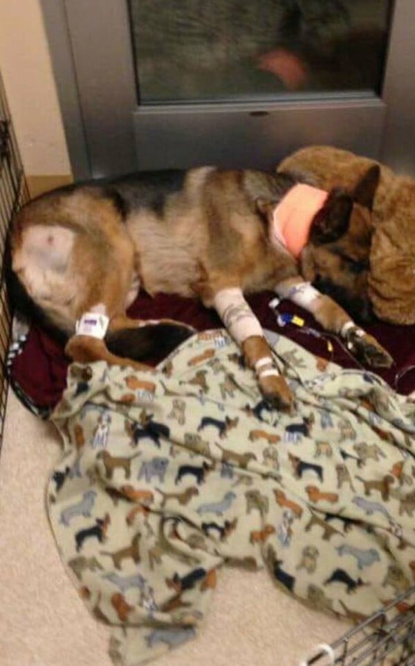 Ο Ρεξ, το θαρραλέο λυκόσκυλο που δέχτηκε σφαίρες και έσωσε το 16χρονο αφεντικό του