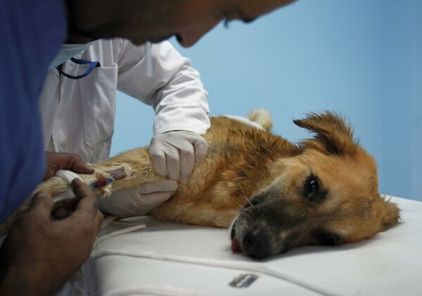 Στη Ρωσία σκοτώνουν μαζικά τα αδέσποτα σκυλιά ενόψει του Παγκοσμίου Κυπέλλου Ποδοσφαίρου