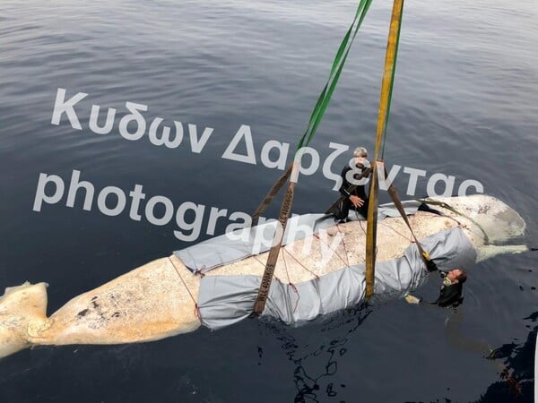 30 κιλά πλαστικού στο στομάχι της φάλαινας που ξεβράστηκε στη Σαντορίνη