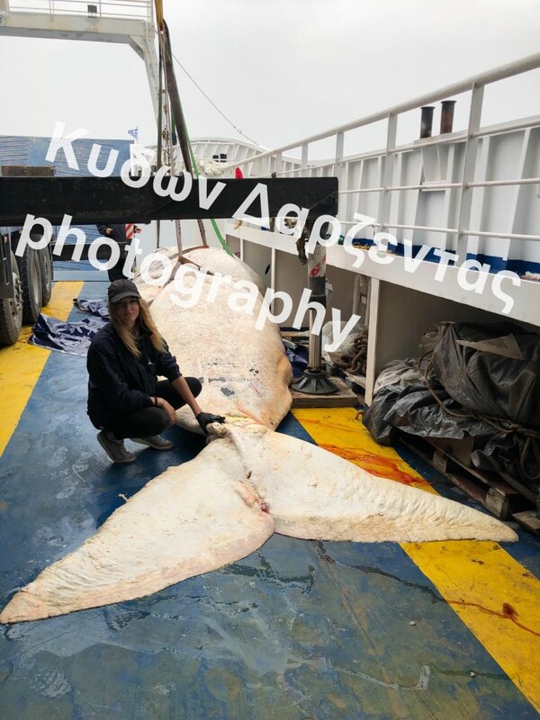 30 κιλά πλαστικού στο στομάχι της φάλαινας που ξεβράστηκε στη Σαντορίνη