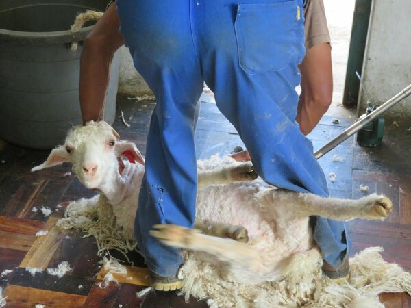 Το σκληρό βίντεο της PETA που έκανε H&M, Gap και Zara να πουν «όχι» στο μοχέρ