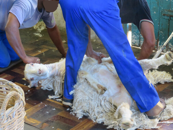 Το σκληρό βίντεο της PETA που έκανε H&M, Gap και Zara να πουν «όχι» στο μοχέρ