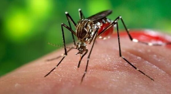 Ανησυχία για τα κουνούπια που μεταφέρουν ασθένειες στον άνθρωπο - Επιστήμονες από την Ευρώπη στην Αθήνα