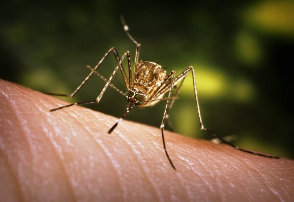 Ξεκίνησαν οι ψεκασμοί για την καταπολέμηση των κουνουπιών στην Αττική