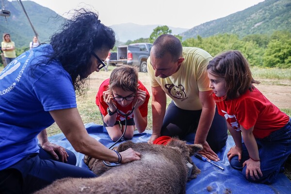 Αρκτούρος: Επέστρεψαν στη φύση 3 αρκούδες και λύκος που είχαν βρεθεί ορφανά- Με τη βοήθεια παιδιών