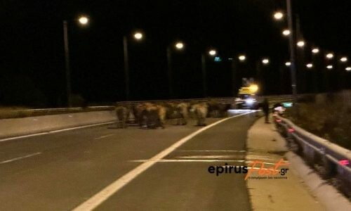 Ιωάννινα: Κλειστή και στα δύο ρεύματα η Εγνατία Οδός - Γέμισε με αγελάδες μετά από εκτροπή φορτηγού