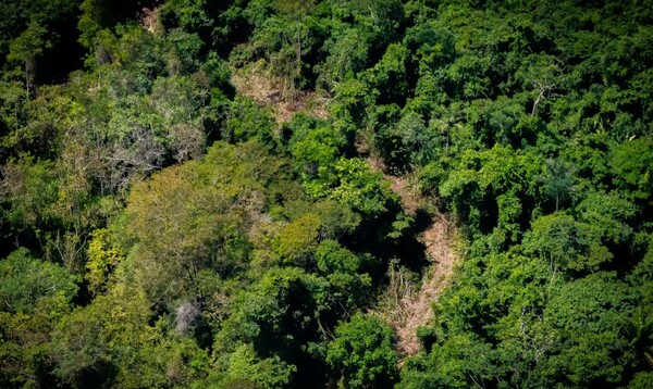 Βραζιλία: Χρυσοθήρες χάραξαν παράνομο δρόμο στον Αμαζόνιο με εκσκαφείς 