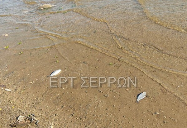 Εκατοντάδες νεκρά ψάρια στη Λίμνη Κερκίνη- Πού οφείλεται το φαινόμενο