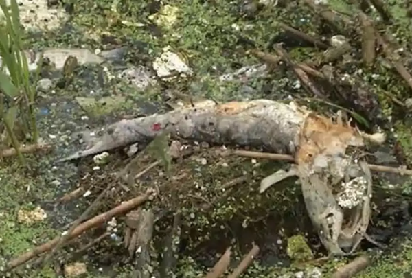 Θεσσαλονίκη: Νεκρά ψάρια στην τάφρο της Σίνδου