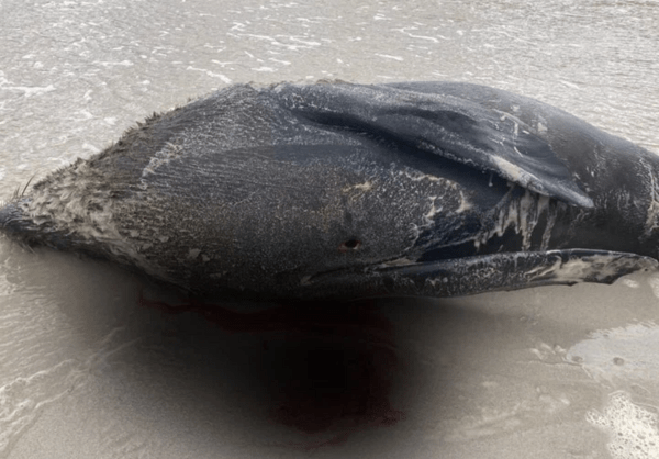 Έξι νεκρές φώκιες ξεβράστηκαν σε παραλία- Τις μαχαίρωσαν άγνωστοι