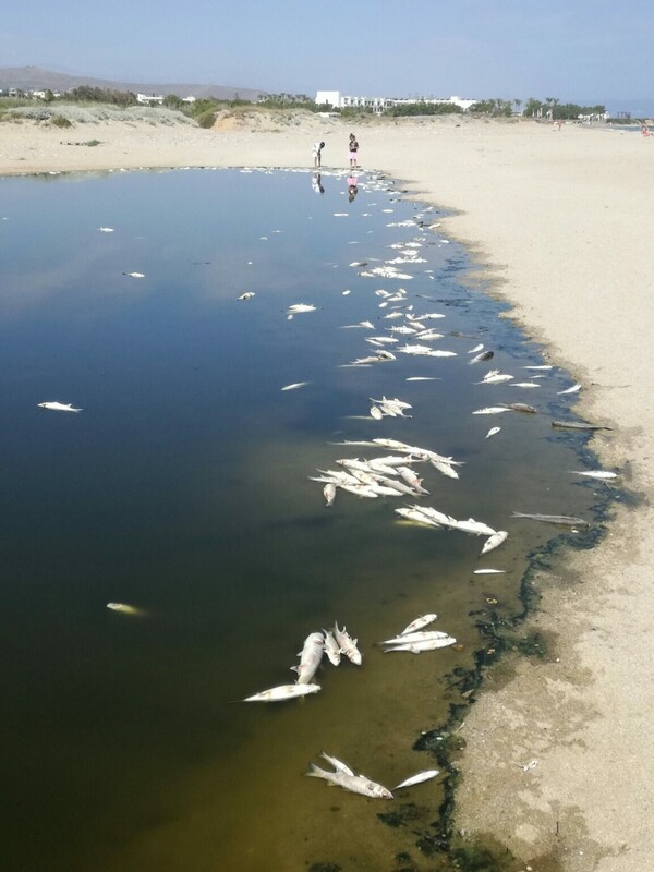 Ηράκλειο: Εκατοντάδες νεκρά ψάρια στην εκβολή του Αποσελέμη