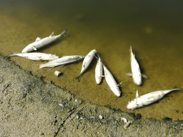 Ηράκλειο: Εκατοντάδες νεκρά ψάρια στην εκβολή του Αποσελέμη