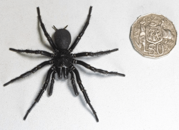 Bρέθηκε η μεγαλύτερη και πιο δηλητηριώδης αράχνη στον κόσμο