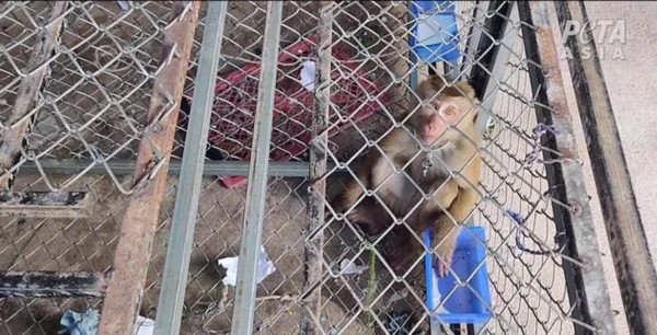 Στην Ταϊλάνδη εκπαιδεύουν πίθηκους μακάκους για να μαζεύουν καρύδες από τους κοκοφοίνικες