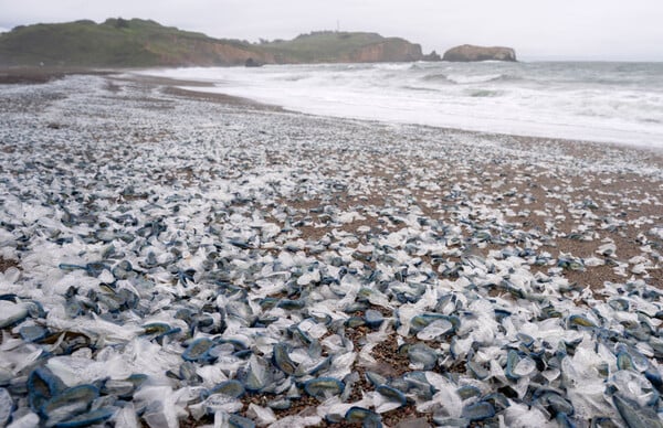 Εκατομμύρια γαλάζια «εξωγήινα» πλάσματα κάλυψαν τις παραλίες των ΗΠΑ