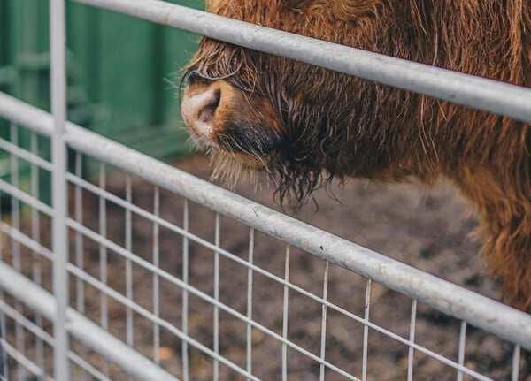Κίνα: Άθλιες οι συνθήκες στις φάρμες εκτροφής ζώων για τη γούνα τους - Οι κίνδυνοι για τη δημόσια υγεία