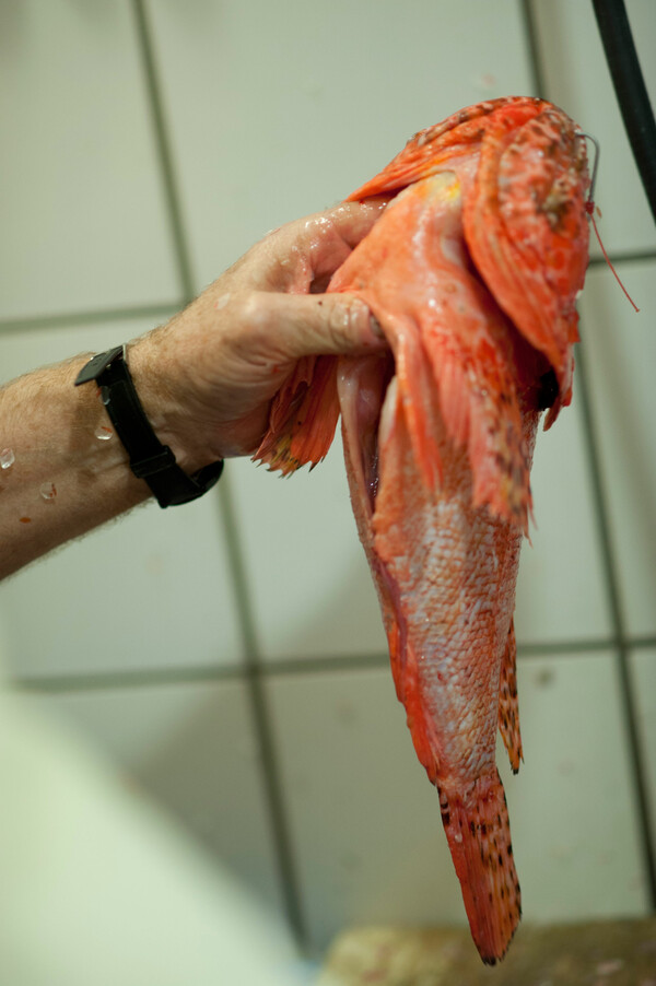 31 εστιατόρια της Αθήνας που ειδικεύονται στο ψάρι