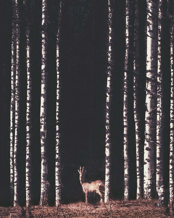 Ο γητευτής φωτογράφος των ζώων του δάσους