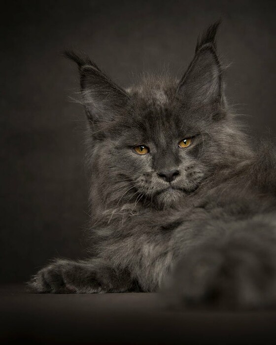 Οι επιβλητικές γάτες Maine Coon μοιάζουν με πλάσματα της μυθολογίας