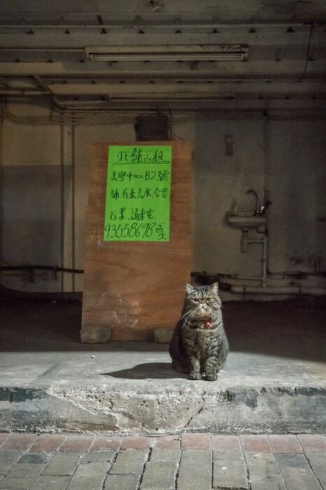Οι σκληρά εργαζόμενες γάτες του Χονγκ Κονγκ