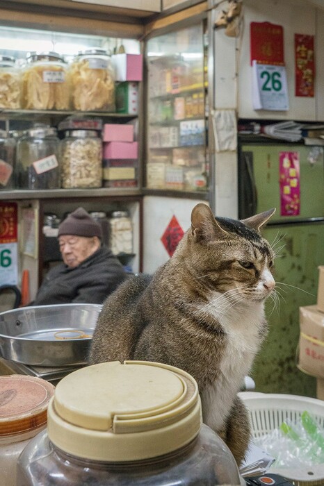 Οι σκληρά εργαζόμενες γάτες του Χονγκ Κονγκ