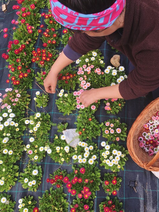 Καλλιεργώντας βότανα και λουλούδια στο Λιτόχωρο Πιερίας 
