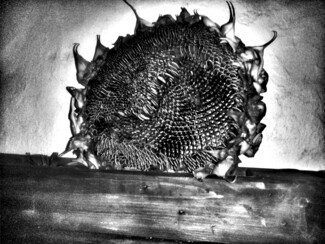 Οι αυτογνωσιακές φωτογραφίες της Δανάης Σίμου