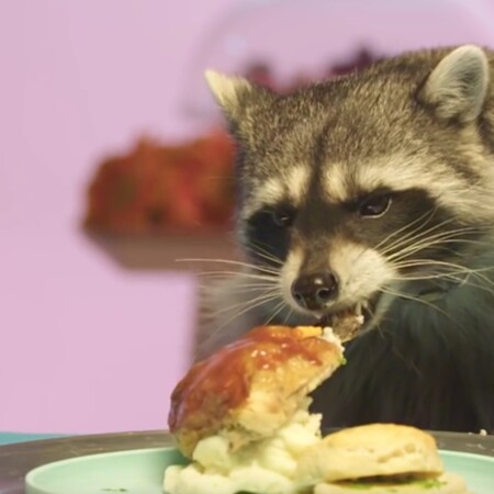 Ασυνήθιστα ζώα τρώνε γκουρμέ πιάτα