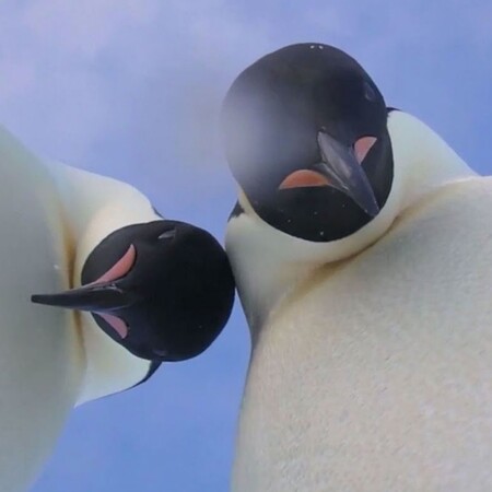 Δύο αυτοκρατορικοί πιγκουίνοι ποζάρουν για μια selfie