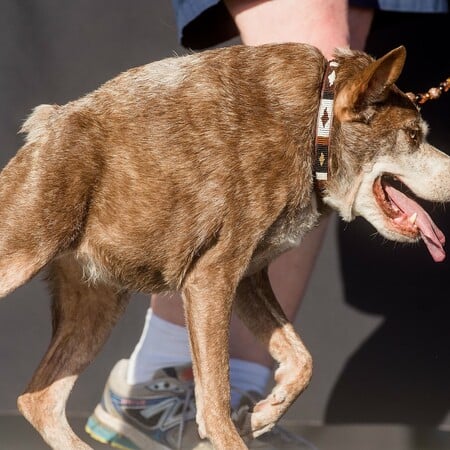 Οι 12 πιο άσχημοι σκύλοι του κόσμου