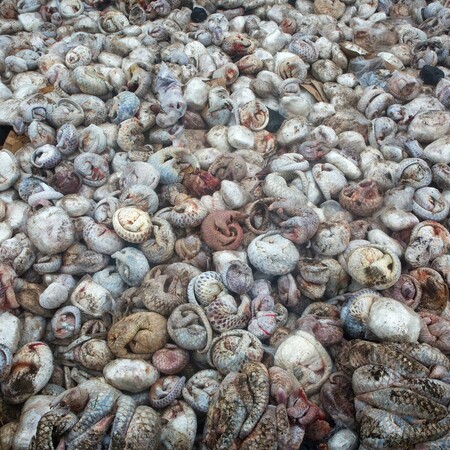 Ο λάκκος των παγκολίνων- Η σοκαριστική εικόνα του πιο παράνομα διακινημένου ζώου στον πλανήτη