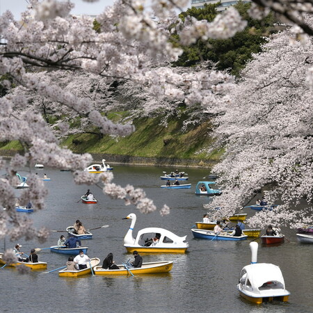 Βόλτα στις ανθισμένες κερασιές της Ιαπωνίας