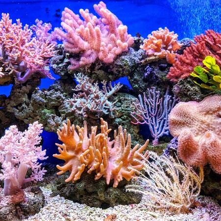 Ο Μεγάλος Κοραλλιογενής Ύφαλος καταγράφει την υψηλότερη κάλυψη σε κοράλλια των τελευταίων 36 ετών