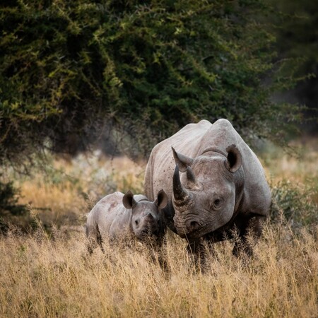Conservationist group African Parks to free 2,000 rhinos from South Africa farm