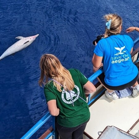 Νεκρά δελφίνια: Δικογραφία για την θανάτωση 4 τον περασμένο Μάιο