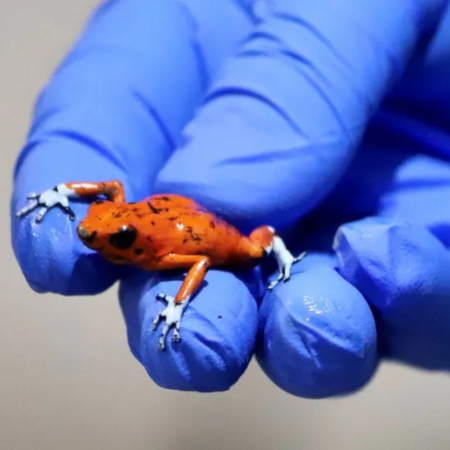 Woman arrested with 130 poisonous frogs in her luggage