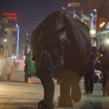 Ρινόκεροι περιφέρονται ανενόχλητοι στους δρόμους πόλης του Νεπάλ