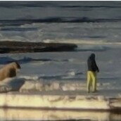 Νορβηγία: Πρόστιμο 1.100 δολαρίων σε τουρίστα που πλησίασε θαλάσσιο ίππο