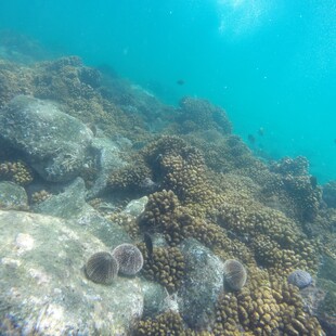 Ερυθρά Θάλασσα: Επιδημία σκοτώνει τους αχινούς - Σε κίνδυνο τα κοράλλια