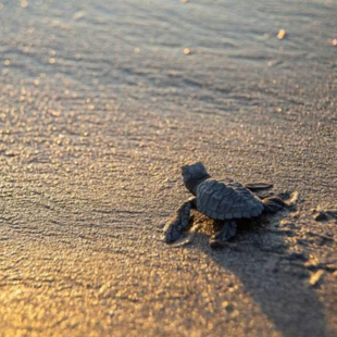 Εκατοντάδες μωρά θαλάσσιες χελώνες αφέθηκαν ελεύθερα στη Νικαράγουα