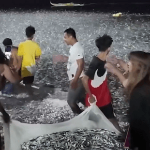 Φιλιππίνες: Το viral βίντεο που σοκάρει - Χιλιάδες ψάρια στις ακτές πριν το σεισμό