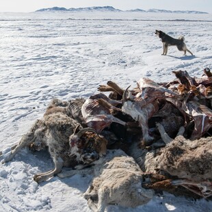 Η Μογγολία «παγώνει»: Σχεδόν 5 εκατ. ζώα πέθαναν στον πιο σκληρό χειμώνα των τελευταίων 50 ετών