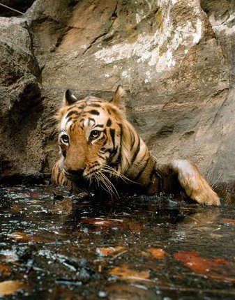 Τίγρη Βεγγάλης (Φωτ.: Michael Nichols/National Geographic)