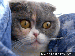 best-cat-gif-ever-o.gif