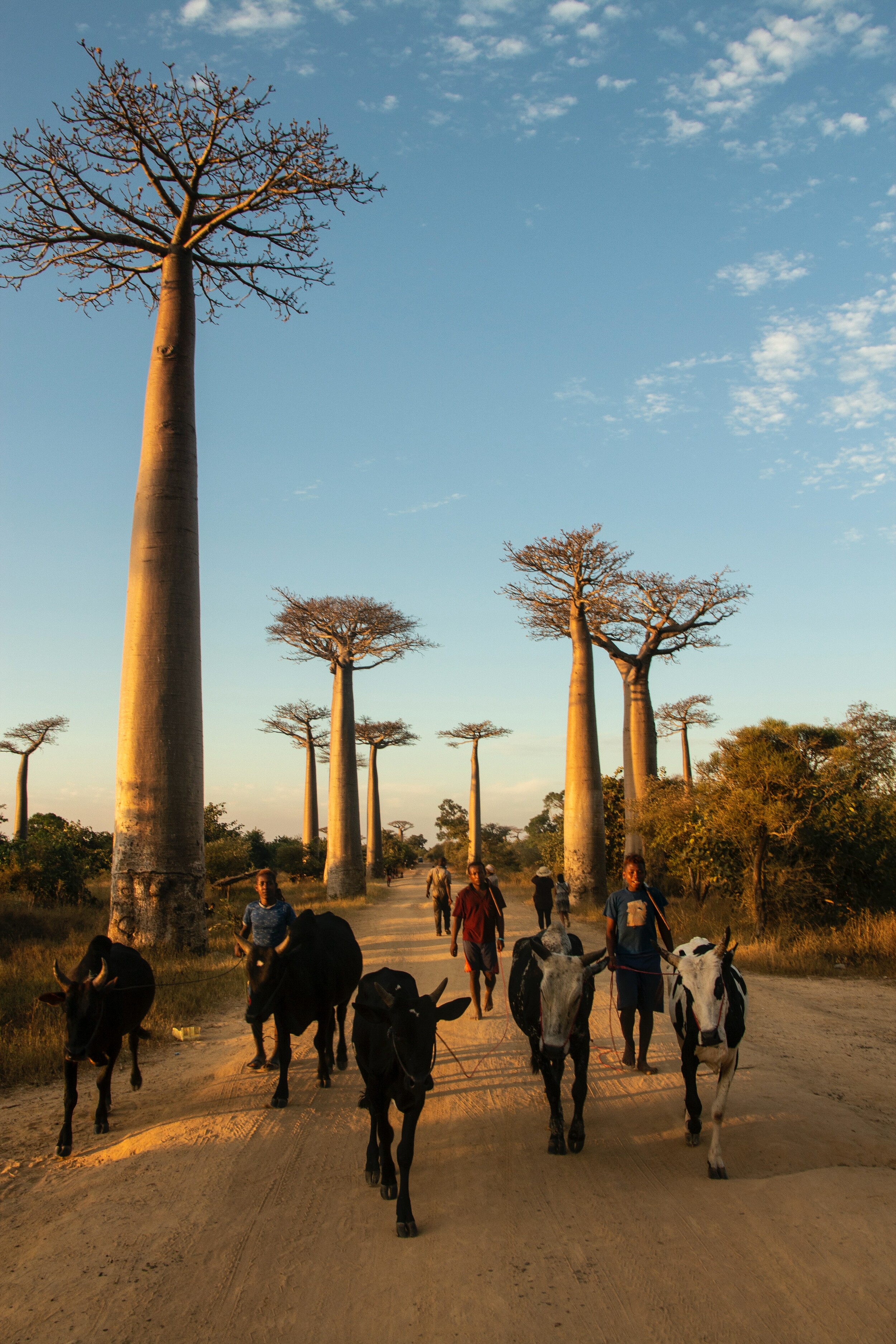 Μαδαγασκάρη: Η χώρα των λεμούριων και το σπίτι του διάσημου λοβού βανίλιας