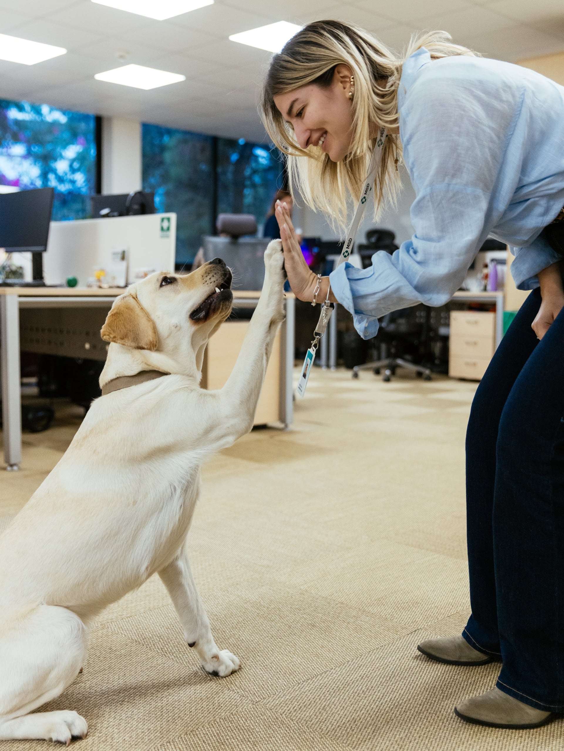 Μια ημέρα με την Έθελ στην MSD: Πώς ένας σκύλος -οδηγός αλλάζει την ζωή στο γραφείο