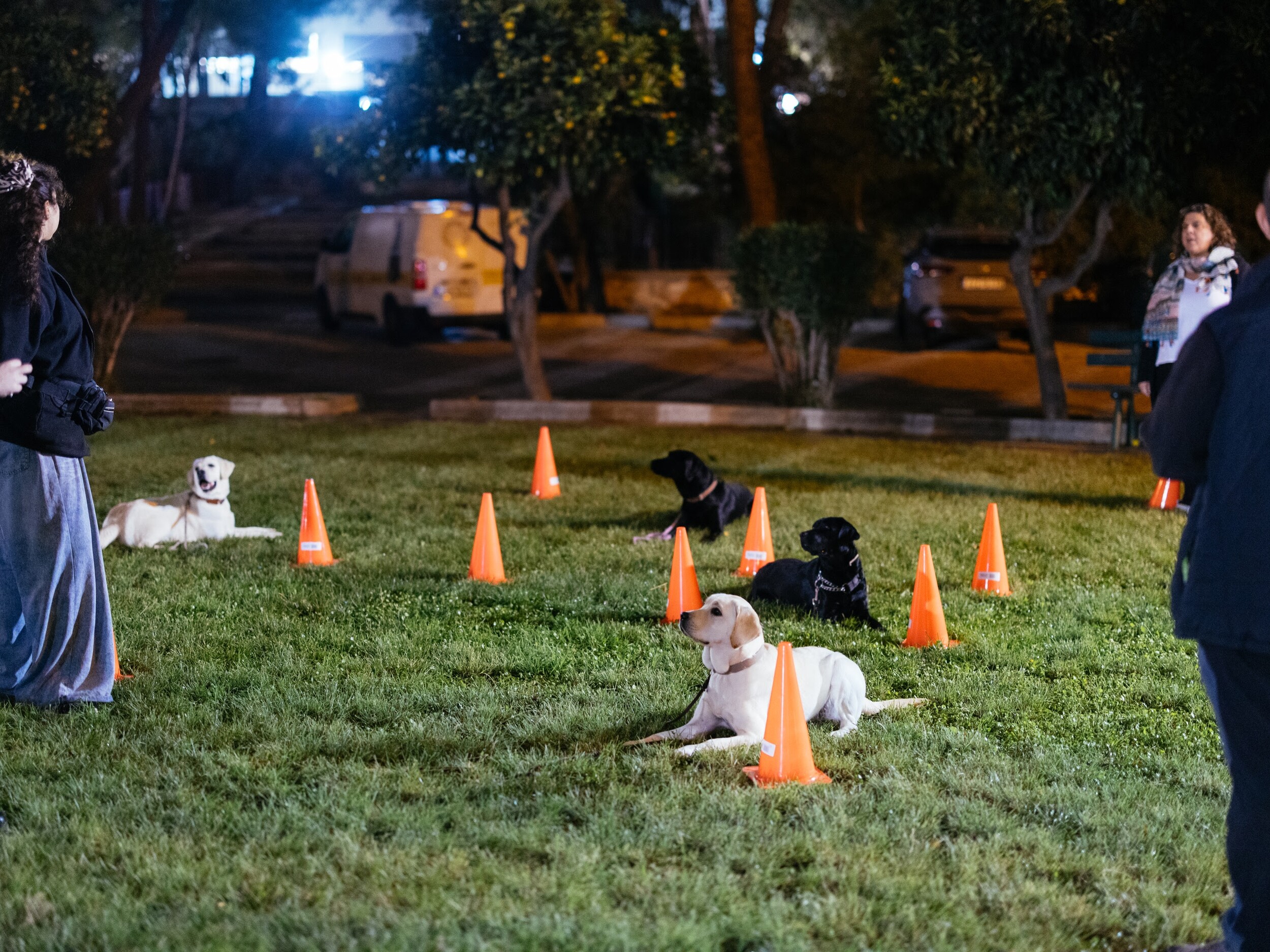Μια ημέρα με την Έθελ στην MSD: Πώς ένας σκύλος -οδηγός αλλάζει την ζωή στο γραφείο
