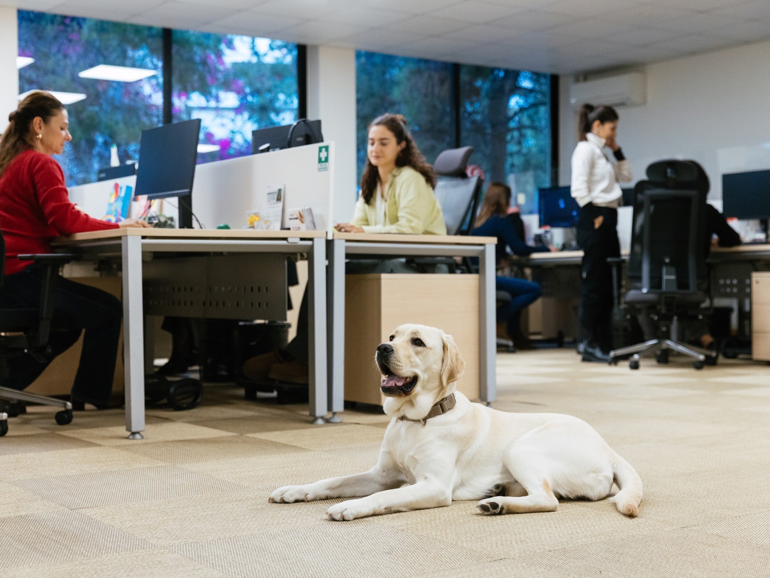 Μια ημέρα με την Έθελ στην MSD: Πώς ένας σκύλος-οδηγός αλλάζει την ζωή στο γραφείο