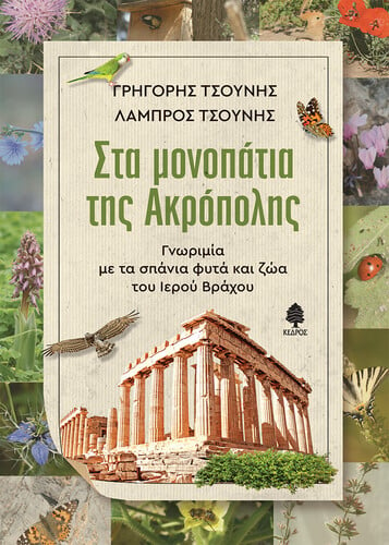 τσουνης